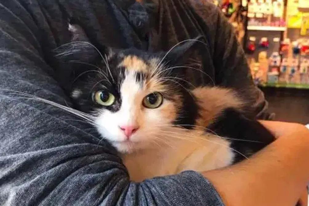 给猫起名太无聊？试试这些让人笑到打滚的奇葩脑洞！