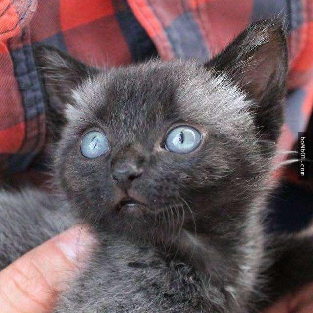 猫咪发抖是撒娇还是生病了？