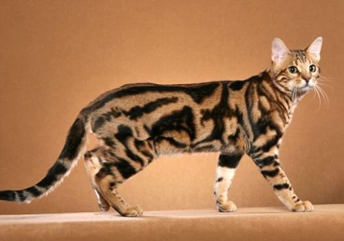 买猫前必看！不同品种猫咪到底多少钱才不算被坑？