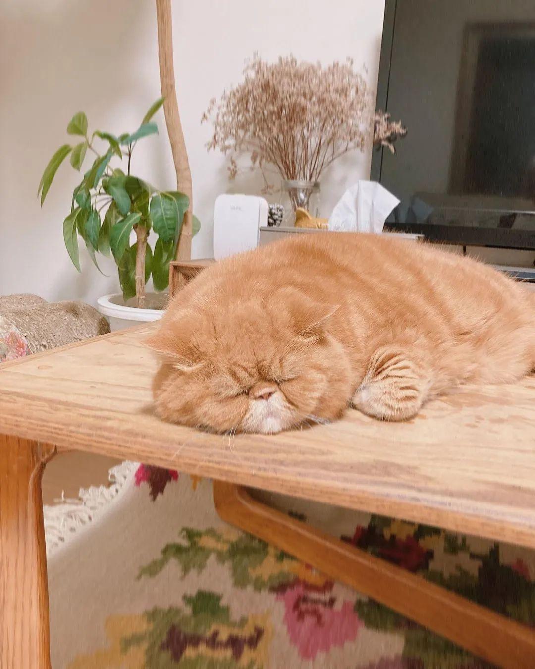 奥拓论坛：车主交流圣地，改装与保养全攻略，新手如何快速融入社区