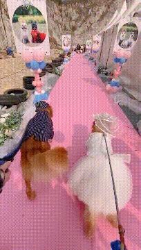 你家猫咪每次洗澡都像打仗吗？