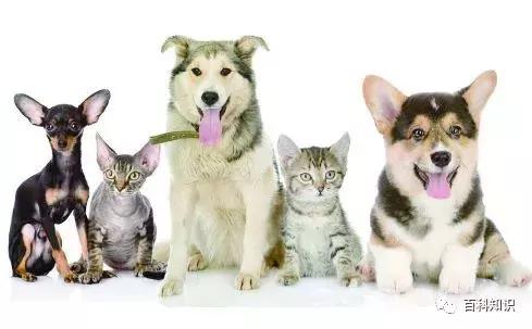 为什么我家猫总把尾巴竖得像天线？