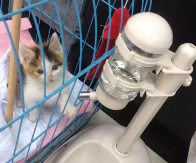 给猫喂牛奶真的会要命吗? 给猫喂牛奶真的会要命吗?