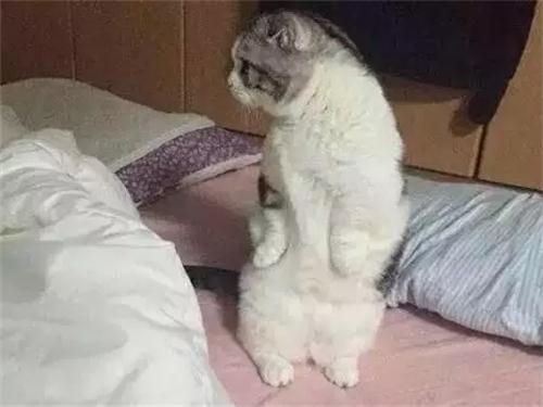 刚到家的小奶猫到底该叫啥名? 刚到家的小奶猫到底该叫啥名?