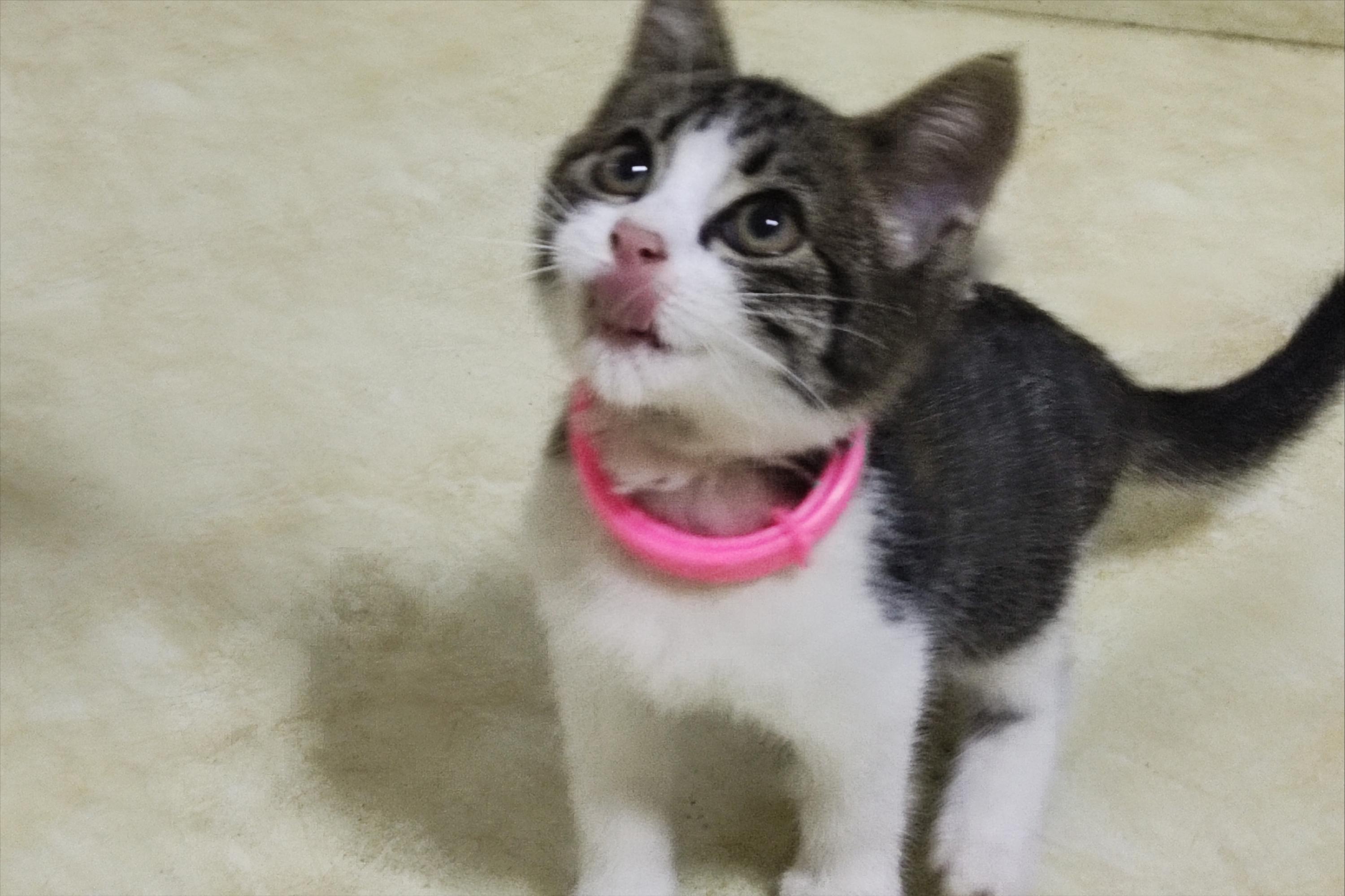 猫咪偷吃瓜子会中毒吗? 猫咪偷吃瓜子会中毒吗?