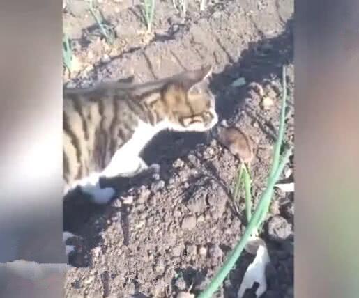 猫咪偷吃蛋白会不会出事？