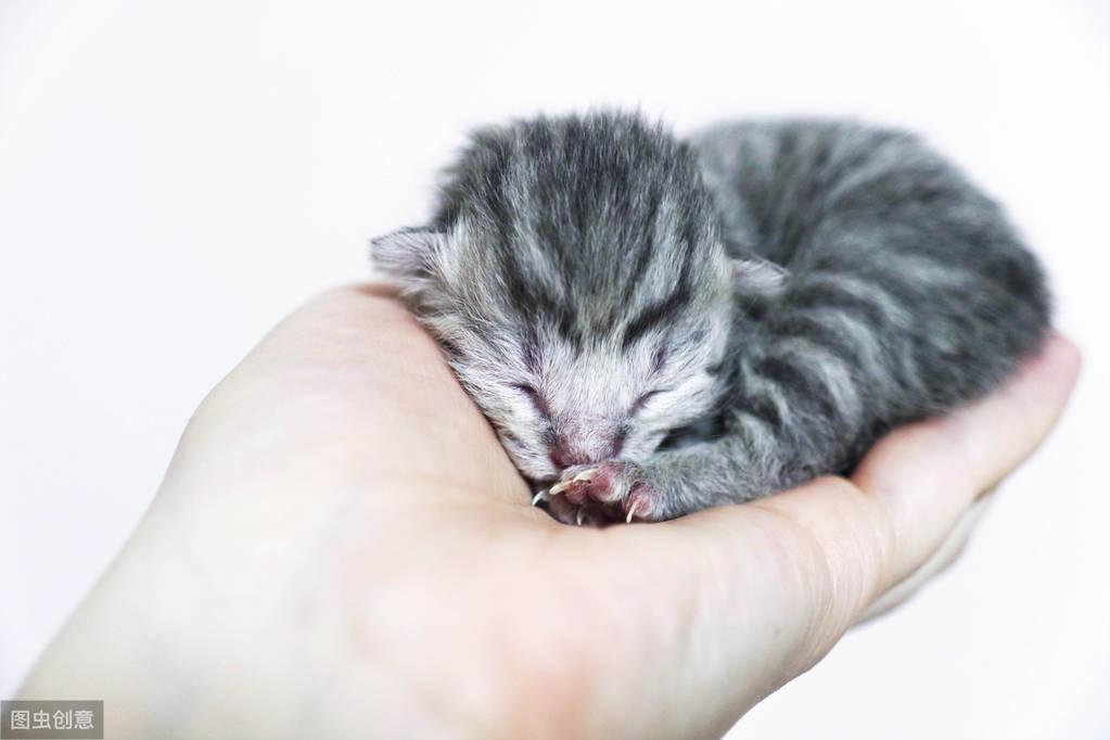 猫咪要生了？新手如何正确接生？