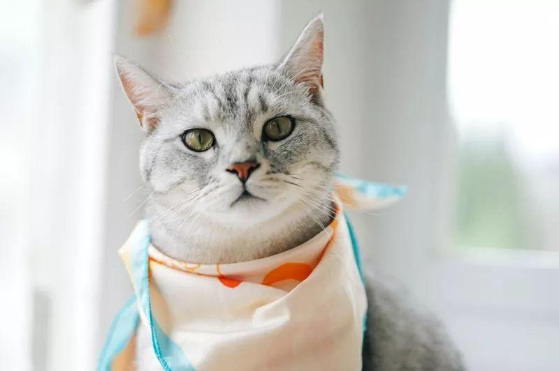 猫咪偷吃枣子会中毒吗？