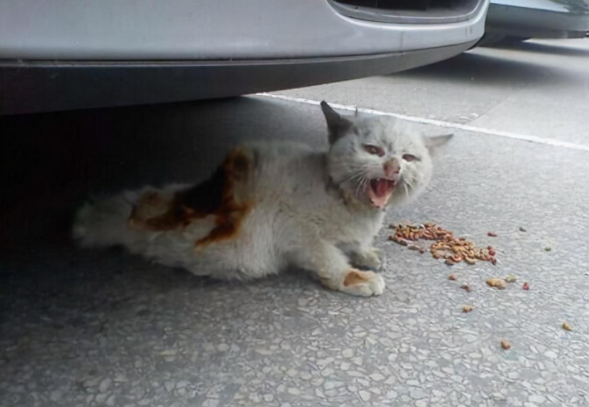 为什么你的示好总被猫咪无视？