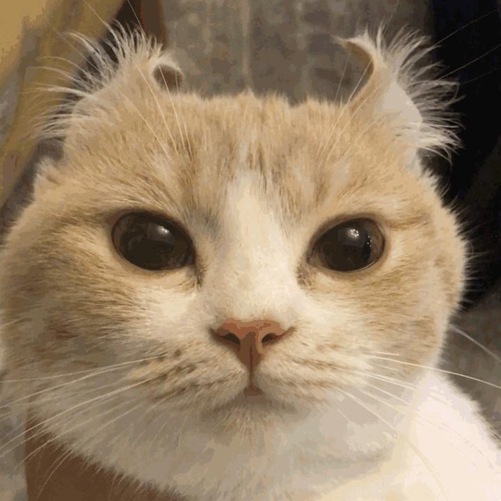 为什么我家猫喝水总像在喝毒药？