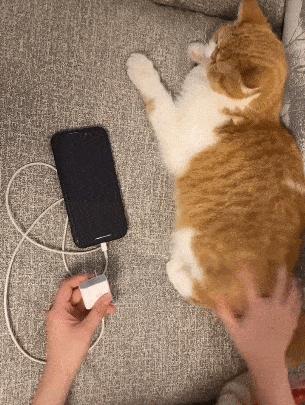 猫咪不做绝育会出大事吗？