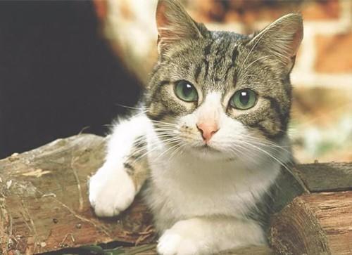 猫咪眼睛突然变白是瞎了吗？