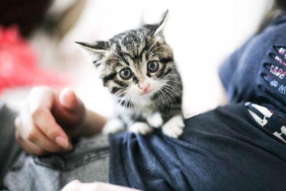 猫咪窜稀三天还不吃饭？这7个救命招必须收藏！