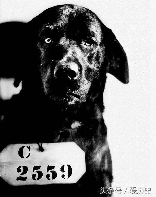 猫咪舔被子是饿了还是想谋杀我? 猫咪舔被子是饿了还是想谋杀我?