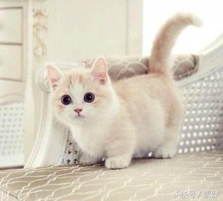 为什么我家猫总咬我?难道它讨厌我? 为什么我家猫总咬我?难道它讨厌我?