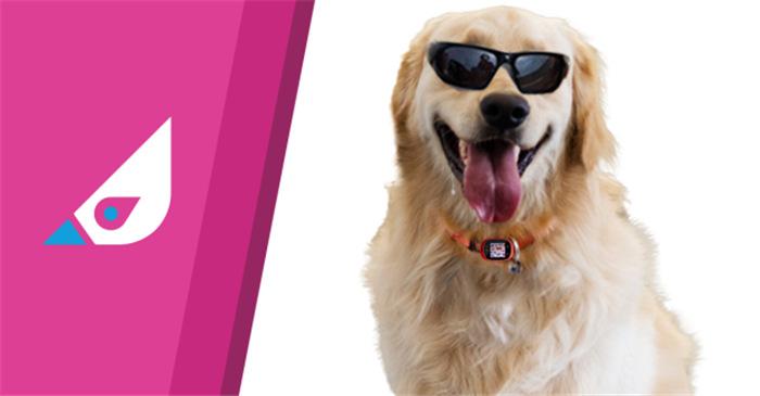 你家猫主子肚皮上的小疙瘩正常吗？