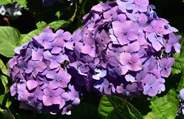 猫咪夏天会发情吗？这5个冷知识新手必看