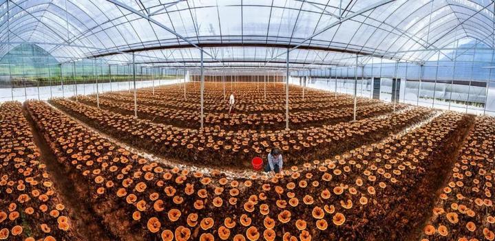 科技龙头股介绍：半导体与软件开发领域的佼佼者