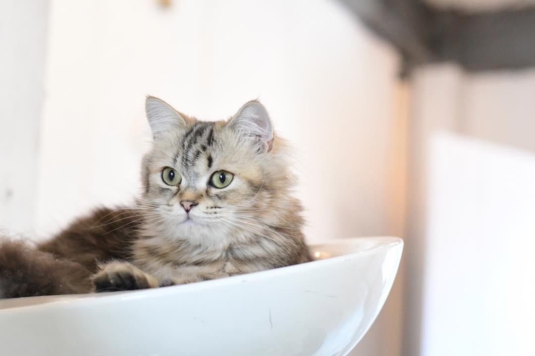 给猫做雾化到底有多麻烦? 给猫做雾化到底有多麻烦?