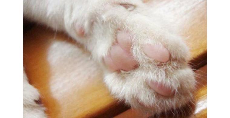 你家猫主子为什么总在你脚边转圈蹭腿? 你家猫主子为什么总在你脚边转圈蹭腿?