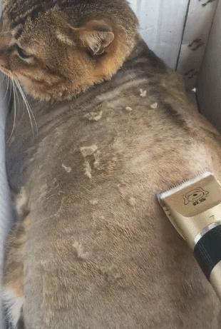 猫咪尾巴颤抖是开心还是生病了? 猫咪尾巴颤抖是开心还是生病了?