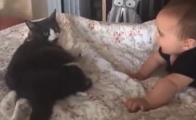 主子突然不吃不喝？你家猫咪可能正在经历肚子疼！