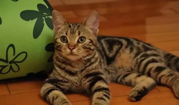 为什么你家猫主子一亲就跑？