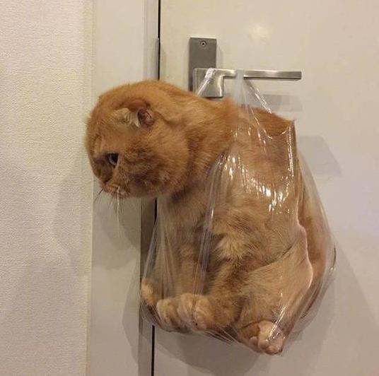 猫主子总啃塑料袋是在暗示什么? 猫主子总啃塑料袋是在暗示什么?