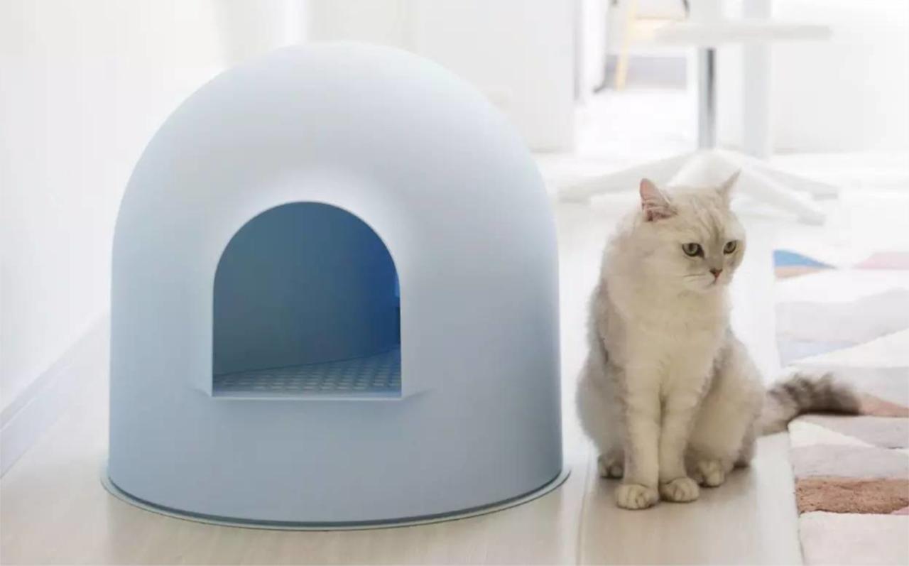 猫咪两天不撒尿会憋死吗? 猫咪两天不撒尿会憋死吗?