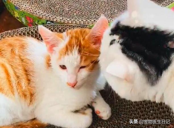 梦见小猫赖着你不走?这预示着什么? 梦见小猫赖着你不走?这预示着什么?