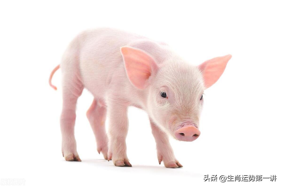 1983年出生的属猪人,41岁后运势会发生什么变化? 1983年出生的属猪人,41岁后运势会发生什么变化?