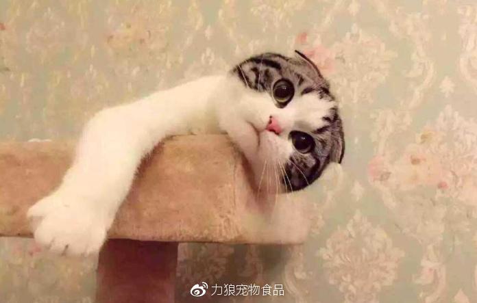 新手养猫必看：疫苗到底该不该打？