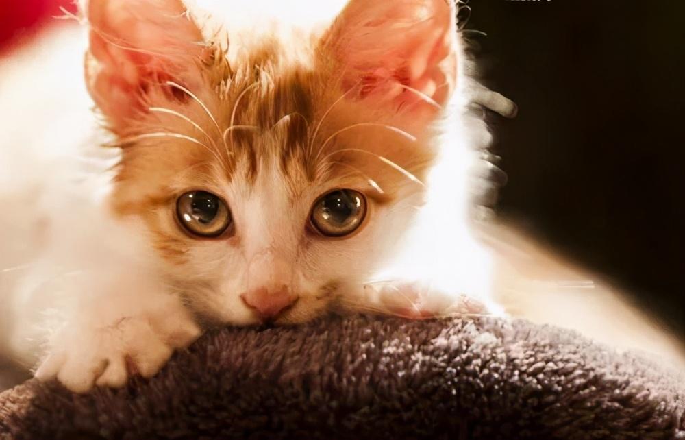 手机软件测试前景受关注，多方面探讨是否有前途