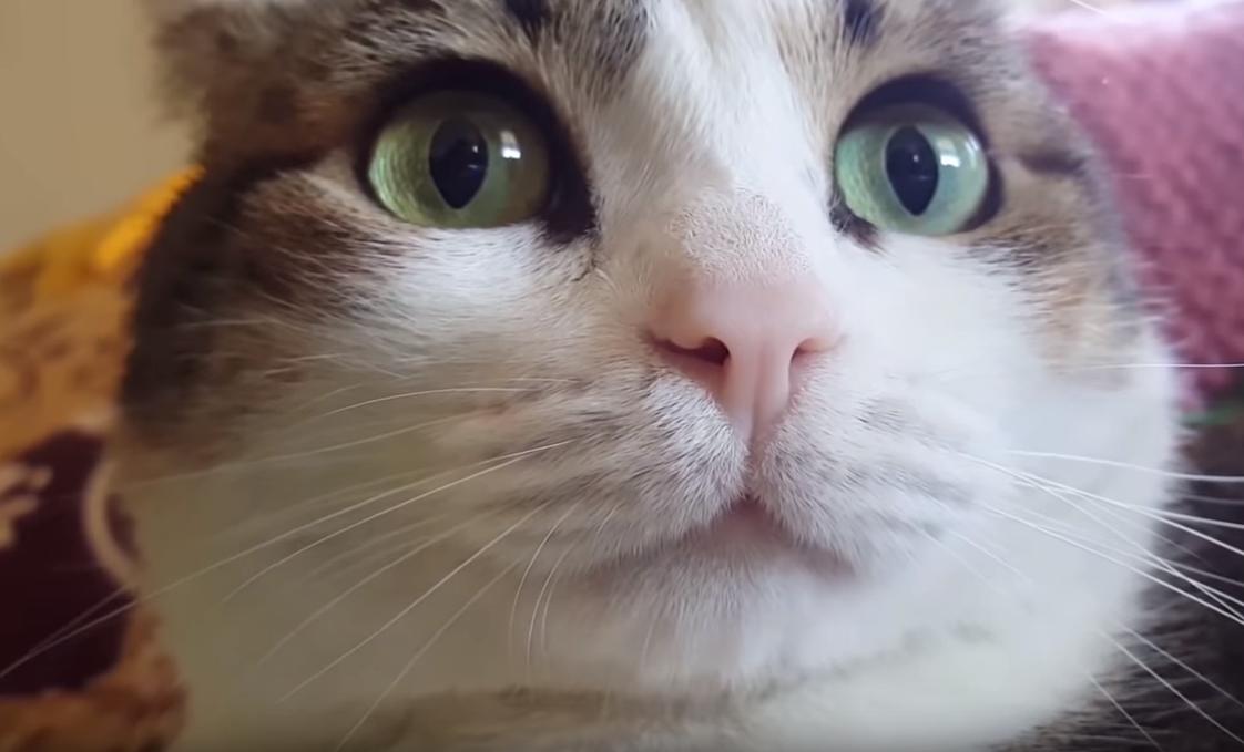 猫咪翻肚皮真的是想让你摸吗？