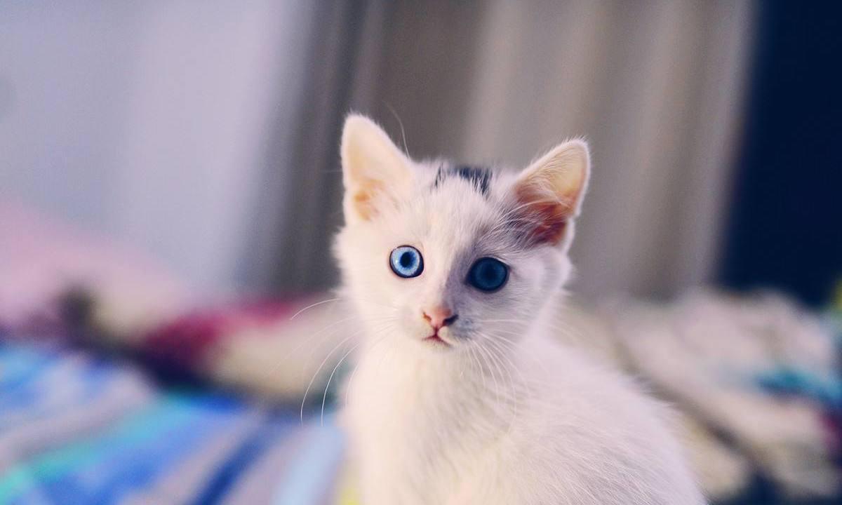 猫咪最怕冷的时候会缩成毛球吗？