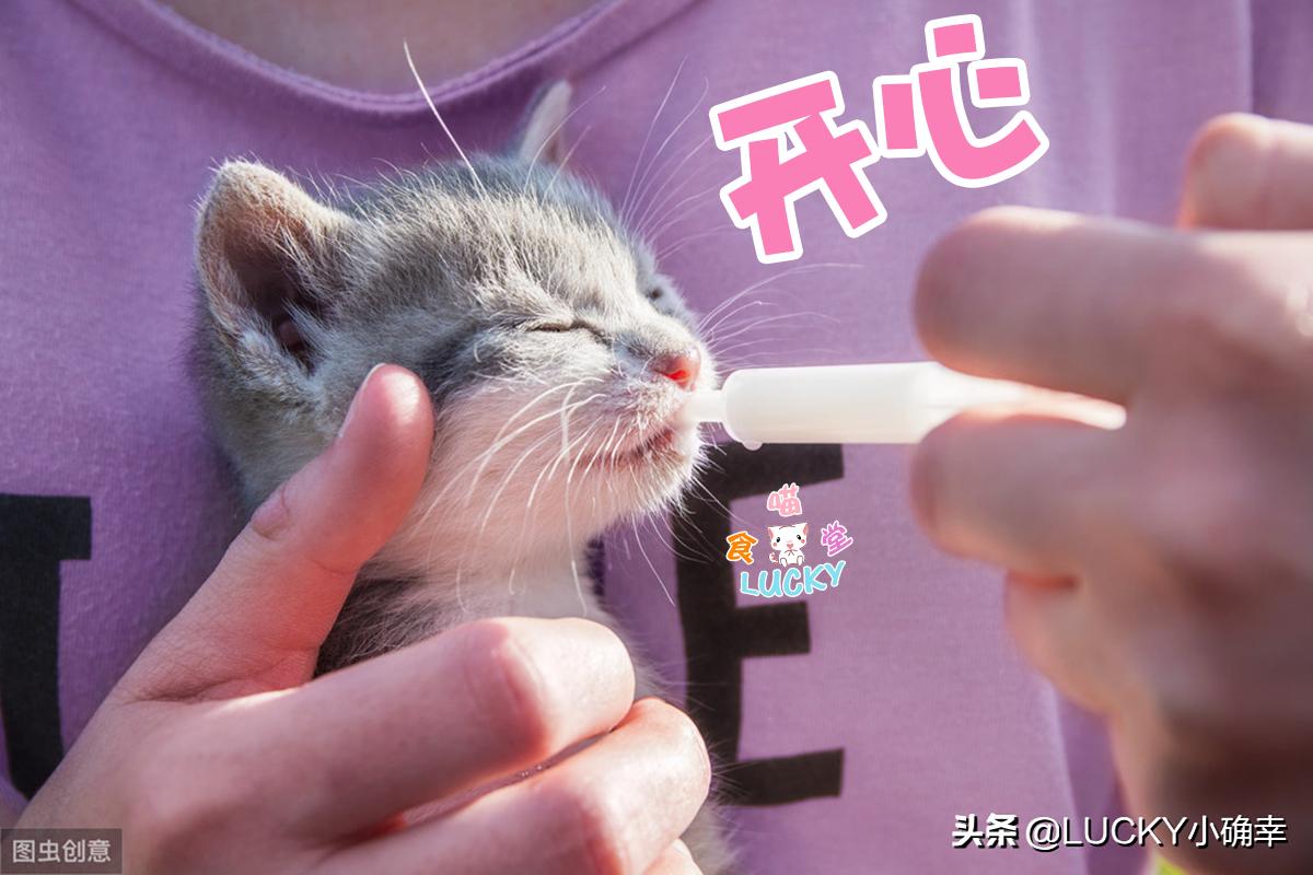 猫咪天天吃蛋黄真能化毛？这些真相新手必须知道！