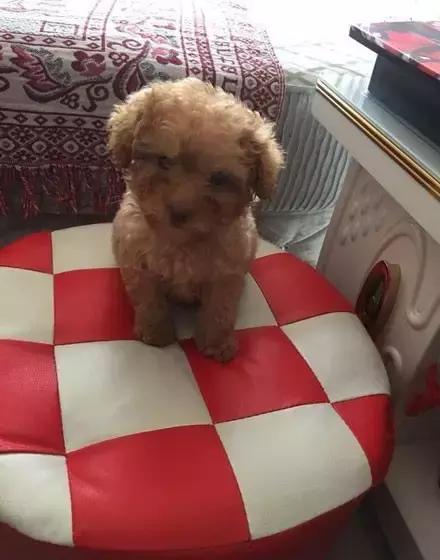 刚抱回家的奶猫能剪指甲吗？