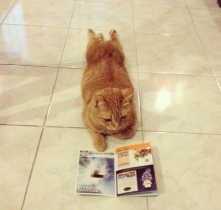 第一次带猫看病该注意哪些坑？