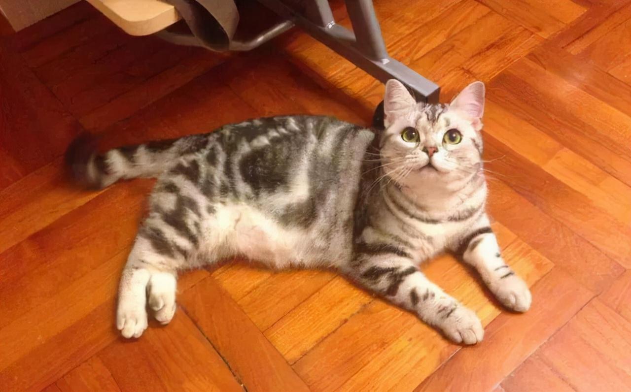 猫咪三天不吃东西还吐黄水怎么办? 猫咪三天不吃东西还吐黄水怎么办?