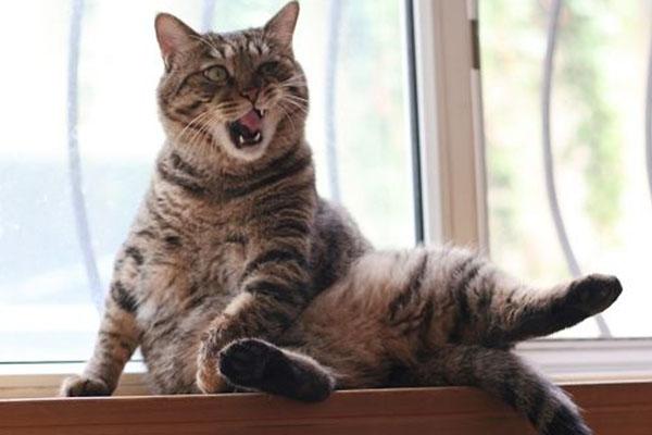 猫咪不喵喵叫正常吗? 猫咪不喵喵叫正常吗?