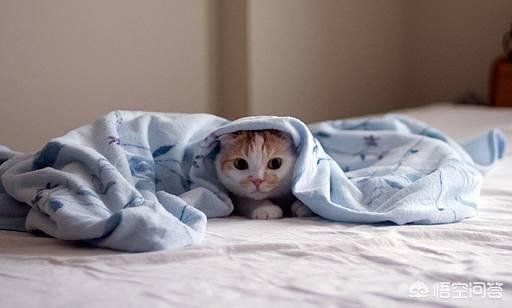 猫咪吹空调会不会生病？