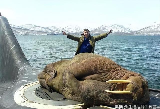 尼斯巨兽真的存在吗？能买到相关物品吗？别再疑惑，这篇全给你讲清楚！