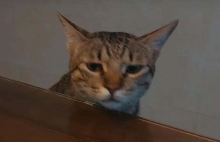 你家猫是真傻还是装傻？这份智商排行榜可能颠覆认知