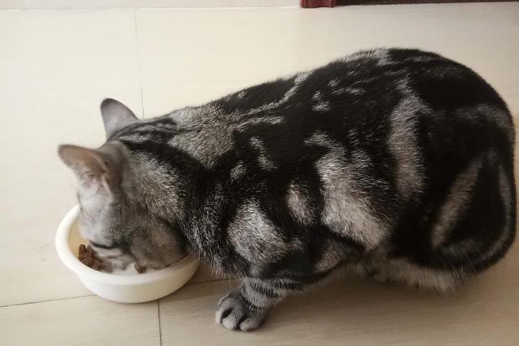 猫咪突然暴饮暴食是得了糖尿病吗? 猫咪突然暴饮暴食是得了糖尿病吗?