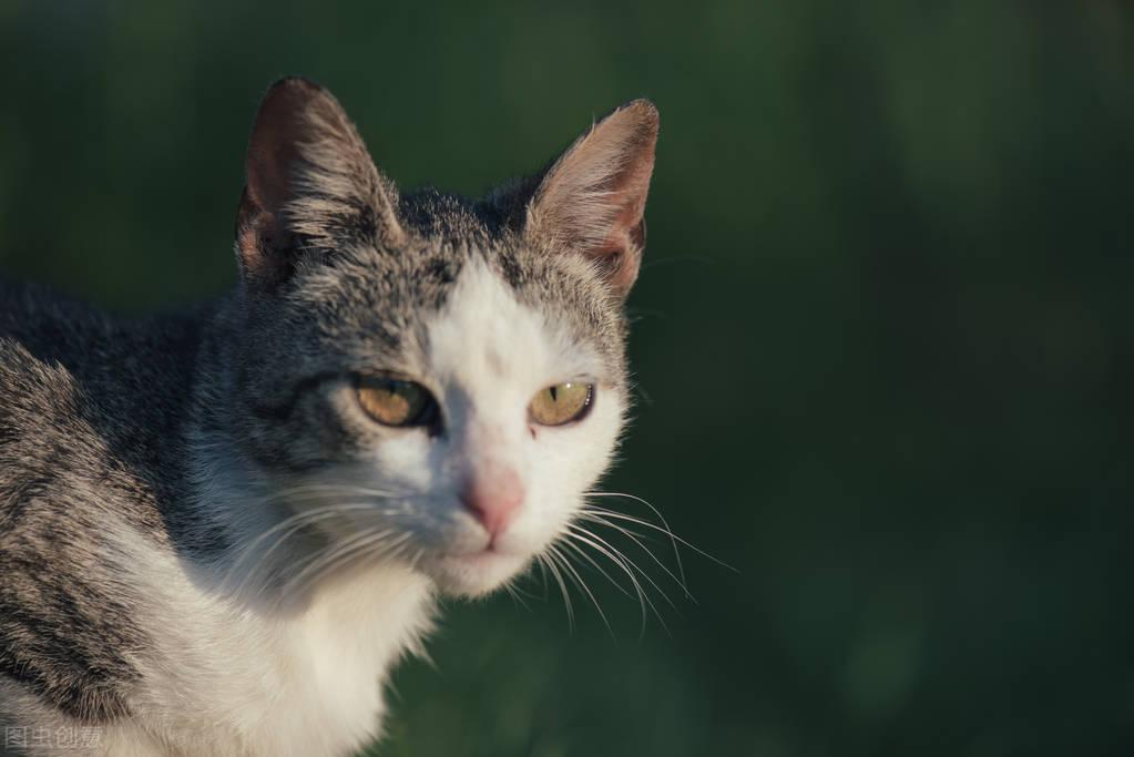 带猫露营会不会被挠成筛子？