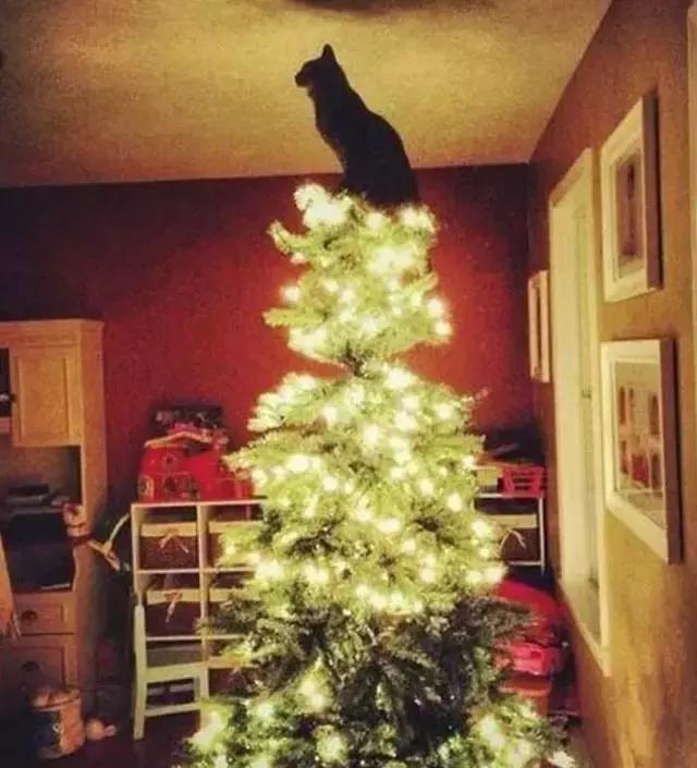 为什么你总写不出有灵魂的猫主子? 为什么你总写不出有灵魂的猫主子?