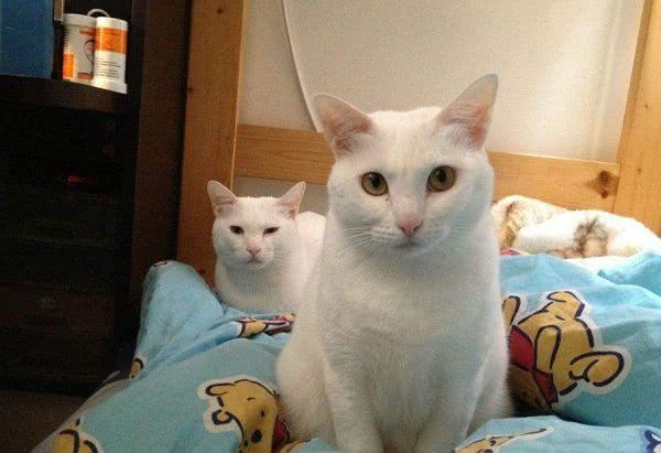 你家猫咪一年到底要发几次情? 你家猫咪一年到底要发几次情?