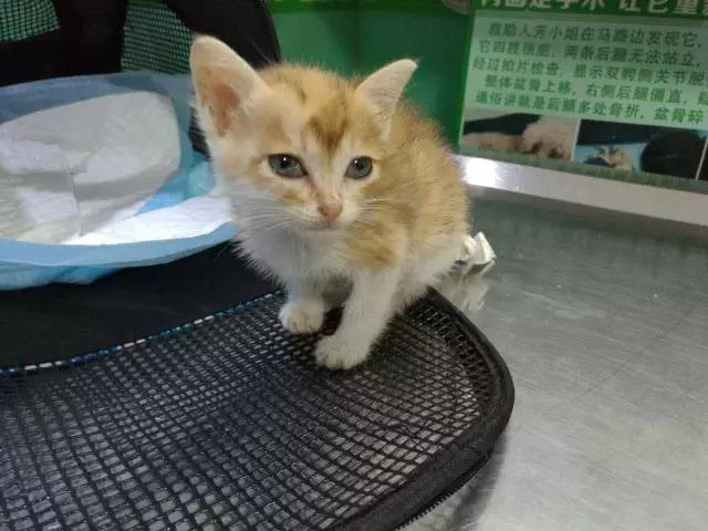 新手铲屎官必看：小奶猫到底要经历多少道坎才能长大？