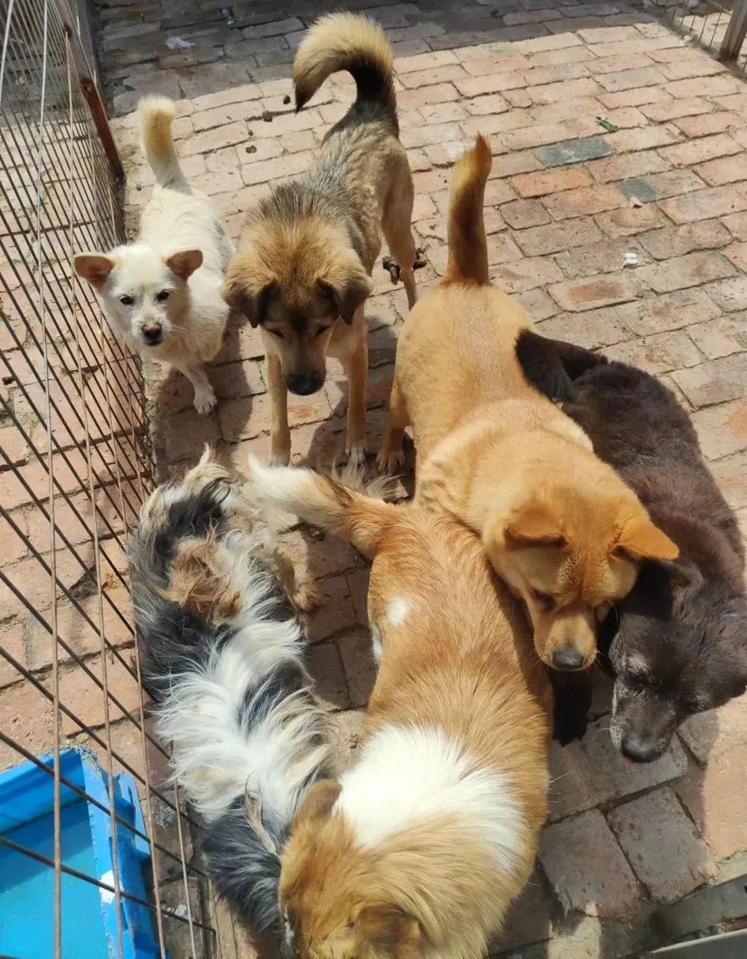 苏州哪里能免费领养到健康猫咪？