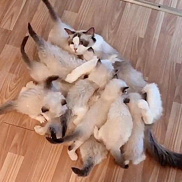 标志RCZ到底能不能作为新手的第一辆车？